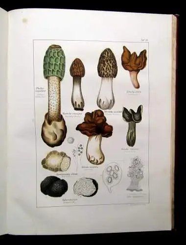 Müller, Pabst Cryptogamen-Flora Abbildung und Beschreibung Flechten, Pilze 1874