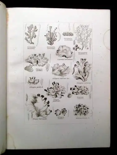 Müller, Pabst Cryptogamen-Flora Abbildung und Beschreibung Flechten, Pilze 1874