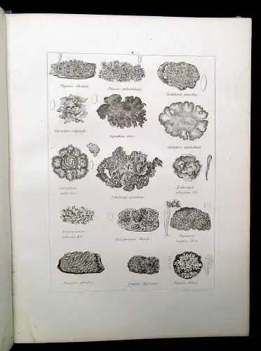 Müller, Pabst Cryptogamen-Flora Abbildung und Beschreibung Flechten, Pilze 1874