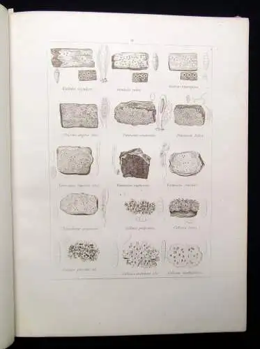 Müller, Pabst Cryptogamen-Flora Abbildung und Beschreibung Flechten, Pilze 1874