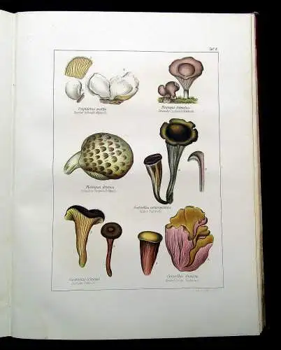 Müller, Pabst Cryptogamen-Flora Abbildung und Beschreibung Flechten, Pilze 1874