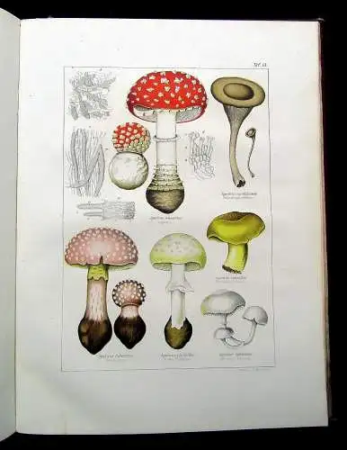 Müller, Pabst Cryptogamen-Flora Abbildung und Beschreibung Flechten, Pilze 1874