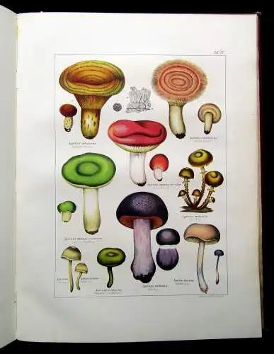 Müller, Pabst Cryptogamen-Flora Abbildung und Beschreibung Flechten, Pilze 1874