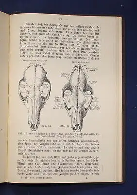Hilzheimer Geschichte unserer Haustiere 1920 Wissenschaft Natur Tiere Flora js