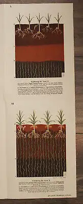 Töpfer Bodenbearbeitung und Saatenpflege um 1900 Vortrag Landwirtschaft sf