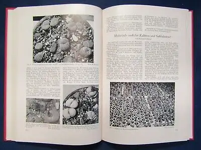 Kakteen und andere Sukkulenten Jahrgang 12, 1961 Pflanzenkunde Botanik js