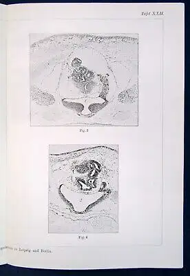 Fischel Über das Differenzierungsvermögen der Gehirnzellen 2 Tafeln 1914  js