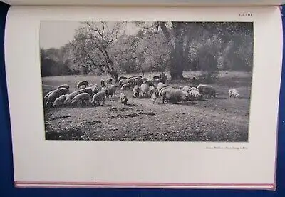 Schmidt Kompendium der praktischen Photographie 1912´, 14 Tafeln, Erklärungen js