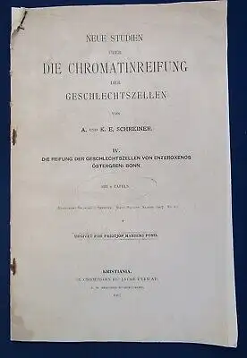 Schreiner Neue Studien über Die Chromatinreifung der Geschlechtszellen 1907 js