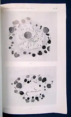 Schreiner Neue Studien über Die Chromatinreifung der Geschlechtszellen 1907 js