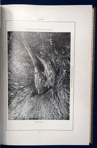 Kiesling Sonne ill. Unterhaltungsschrift Liebhaberphotographie 1908 4. Jg. js
