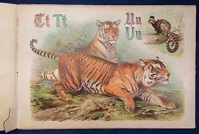 Specht Pracht- Tier ABC 1890 seltene Prachtausgabe in Querfolio Wissen Kinder js