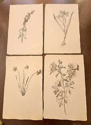 Blaschek, Franz Kohlezeichnung Sammlung 19 Blätter botanischen Zeichnungen sf