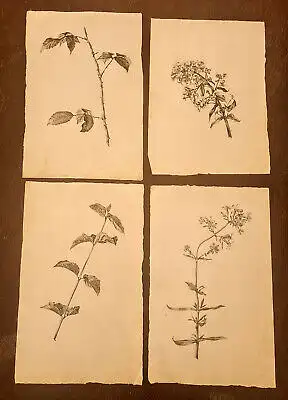 Blaschek, Franz Kohlezeichnung Sammlung 19 Blätter botanischen Zeichnungen sf