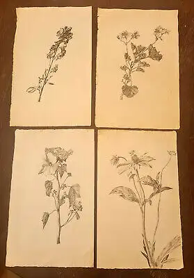 Blaschek, Franz Kohlezeichnung Sammlung 19 Blätter botanischen Zeichnungen sf