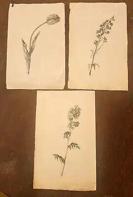 Blaschek, Franz Kohlezeichnung Sammlung 19 Blätter botanischen Zeichnungen sf