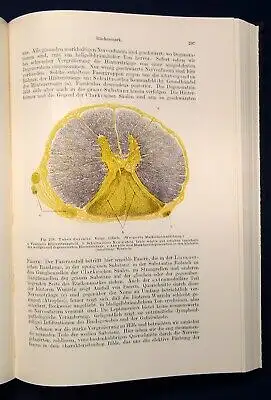 Borst Pathologische Histologie ein Unterrichtskurs für Studierende 1950 js
