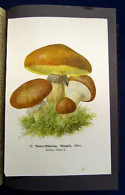 Erzgebirgsverein Glückauf Zeitschrift d Erzgebirgsvereins  44. Jahrg. 1924/25 mb