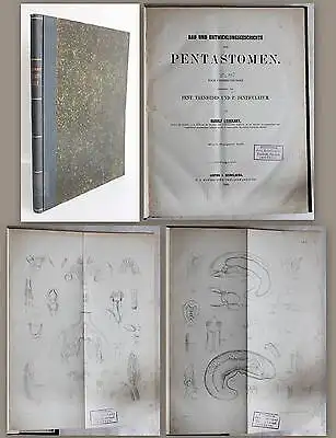 Leuckart Bau und Entwicklungsgeschichte der Pentastomen 1860 Biologie Insekten