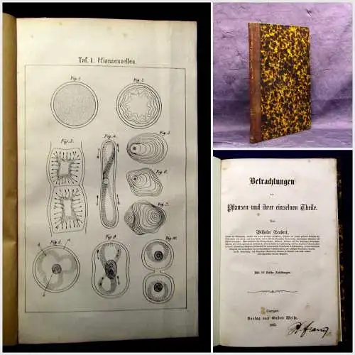 Neubert Betrachtungen der Pflanzen und ihrer einzelnen Theile 1865 Selten  mb