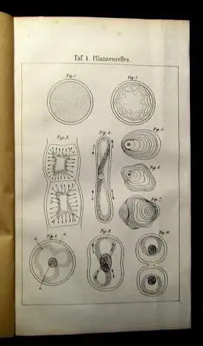 Neubert Betrachtungen der Pflanzen und ihrer einzelnen Theile 1865 Selten  mb