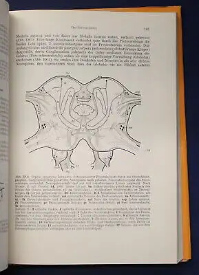 Kaestner Lehrbuch der speziellen Zoologie 1972 Band 1: Wirbellose 3. Teil js