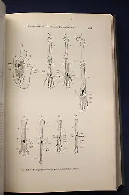Dr. Walter Stempell Zoologie im Grundriss 1935 693 Abbildungen Tierkunde js