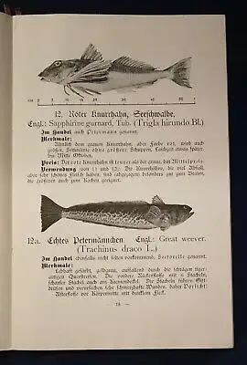 Henking Or. Broschur Seefisch- Bilderbuch für Haus und Schule Wissen O.J. js