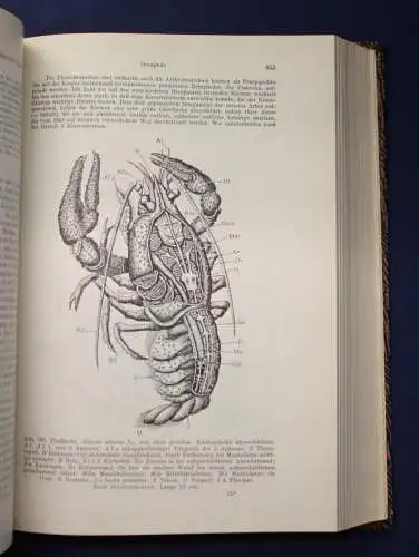 Kaestner Lehrbuch der Speziellen Zoologie Teil 1 Lief. 1-3 1954- 1963 Tiere js