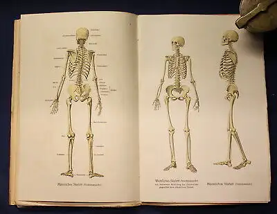 Bau und Entwicklung des menschlichen Körpers 2 Bände 1 & 2 komplett 1914 js