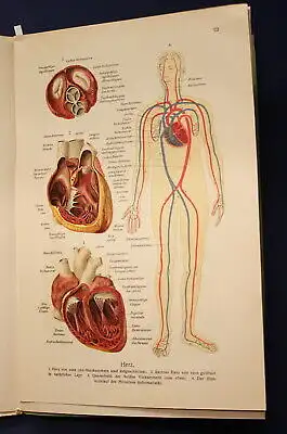 Bau und Entwicklung des menschlichen Körpers 2 Bände 1 & 2 komplett 1914 js