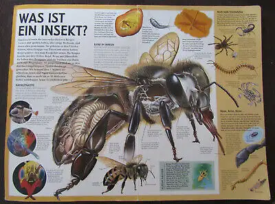 Giant Books Insekten und Spinnen 2004 Folioausgabe Natur Wissen Biologie js