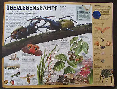 Giant Books Insekten und Spinnen 2004 Folioausgabe Natur Wissen Biologie js