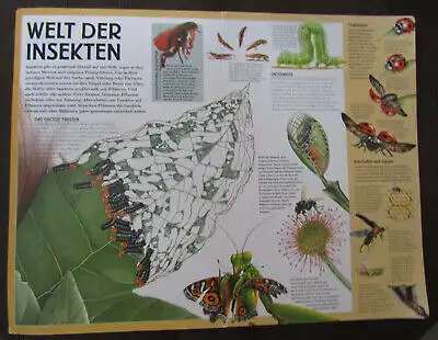 Giant Books Insekten und Spinnen 2004 Folioausgabe Natur Wissen Biologie js