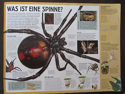 Giant Books Insekten und Spinnen 2004 Folioausgabe Natur Wissen Biologie js