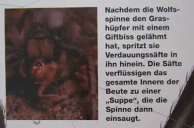 Giant Books Insekten und Spinnen 2004 Folioausgabe Natur Wissen Biologie js