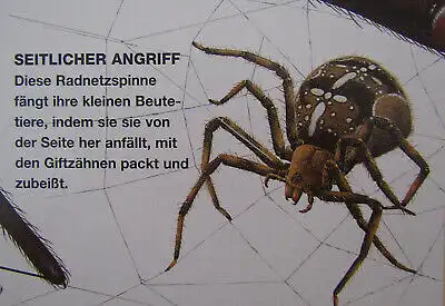 Giant Books Insekten und Spinnen 2004 Folioausgabe Natur Wissen Biologie js