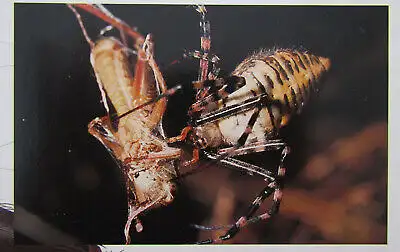 Giant Books Insekten und Spinnen 2004 Folioausgabe Natur Wissen Biologie js