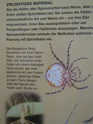 Giant Books Insekten und Spinnen 2004 Folioausgabe Natur Wissen Biologie js