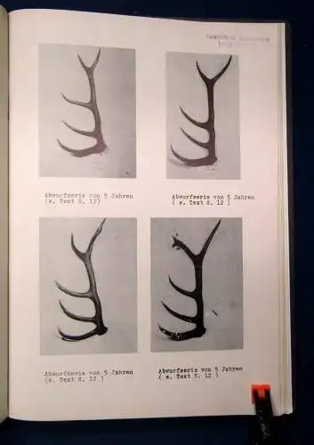Wildschadenverhütung u. Förderung d. Gehirn u. Geweihbildung o.J. sehr selten js
