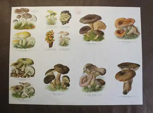 Große Tafel Pilze Milchlinge Schnecklinge um 1920 ca. 65x48 cm Mykologie xz