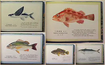 Atlas of the sea fishes of China in live colour. Vols. 1-2 1991 Ichtyologie xy