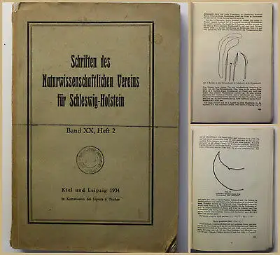 Schriften des Naturwissenschaftlichen Vereins für Schleswig Holstein 1934 xy