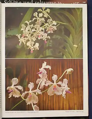 Richter/ Röth/ Ebel Orchideen 3 Bde um 1970 Botanik Flora Pflanze Natur sf