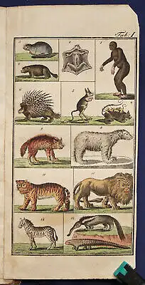 Funke Naturgeschichte für Kinder 1834 Säugetiere Vögel Natur Geschichte sf