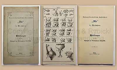 Isis in Meissen Mitteilungen 1908 Geschichte Ortskunde Landeskunde Sachsen xz