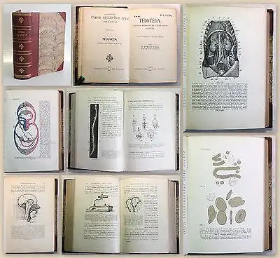 Babak Teloveda Zaklady Morfologie A Fysiologie Cloveka 1908 Medizin illustriert 