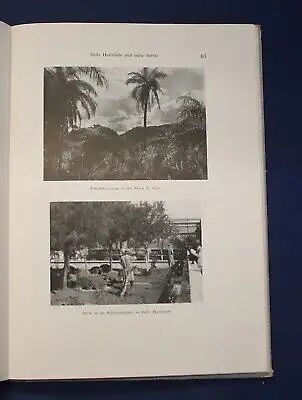 Werdermann Brasilien und eine Säulenkakteen 1933 Pflanzen Botanik Kaktus js