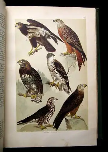 Friderich Naturgeschichte der Deutschen Vögel 1891 mit 50 chromolithogr. Tafeln