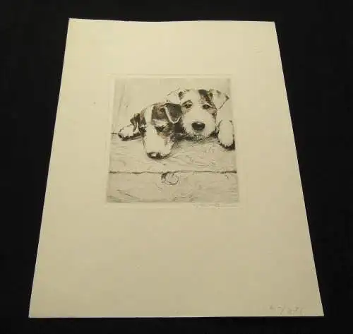 Neumann teilkolorierte Radierung süße Terrier um 1910 10 x 11 cm signiert